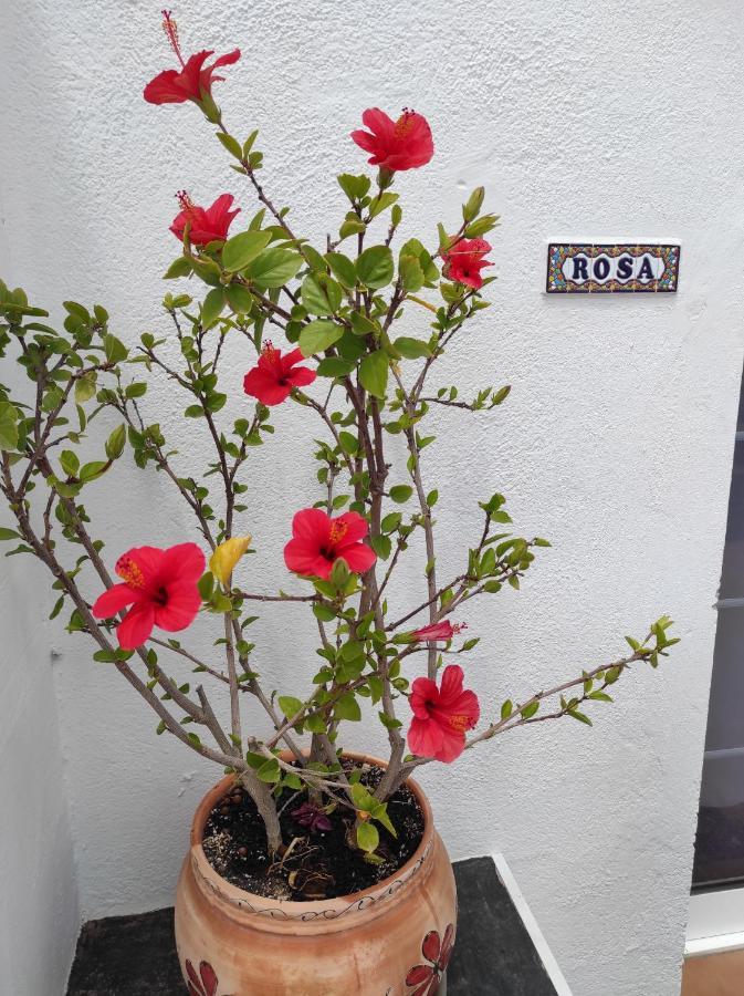 La Asomada Rosa Eden公寓 外观 照片